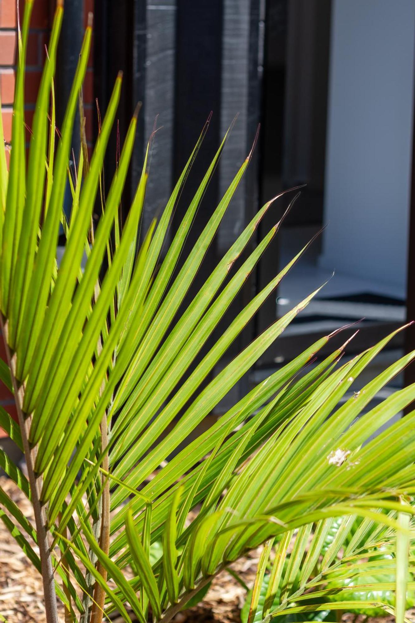Chic 2-Bed Gem: Trust Arena Proximity - West Akl Apartment Auckland Exterior photo